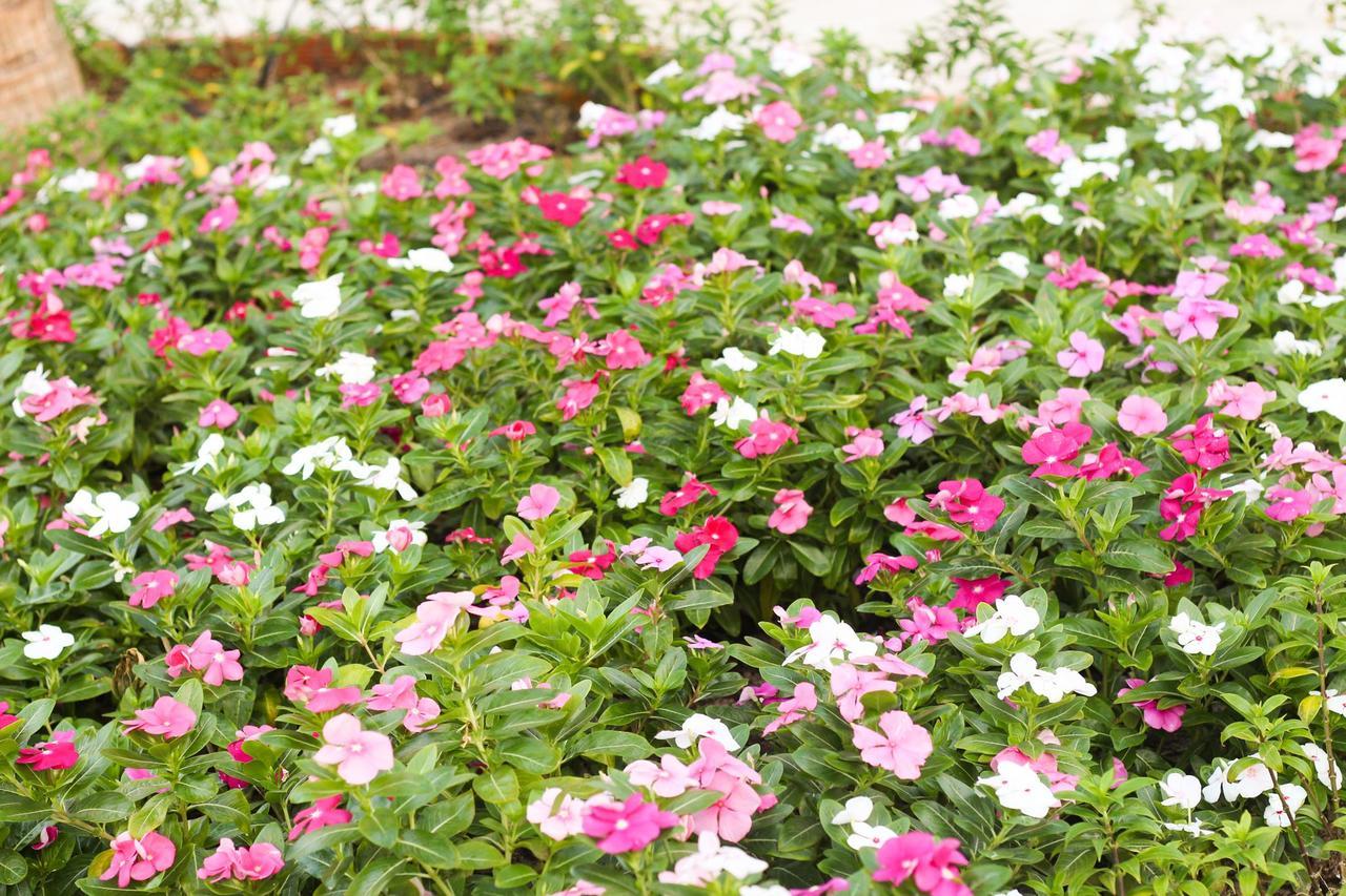 Eagles Beach Resort Phan Thiết Esterno foto